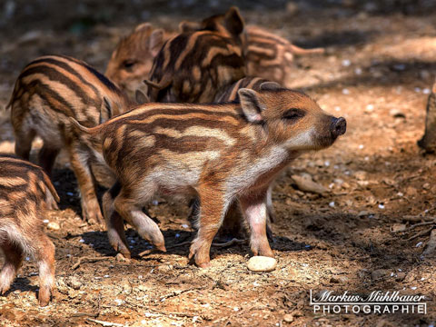 wildpark-ortenburg